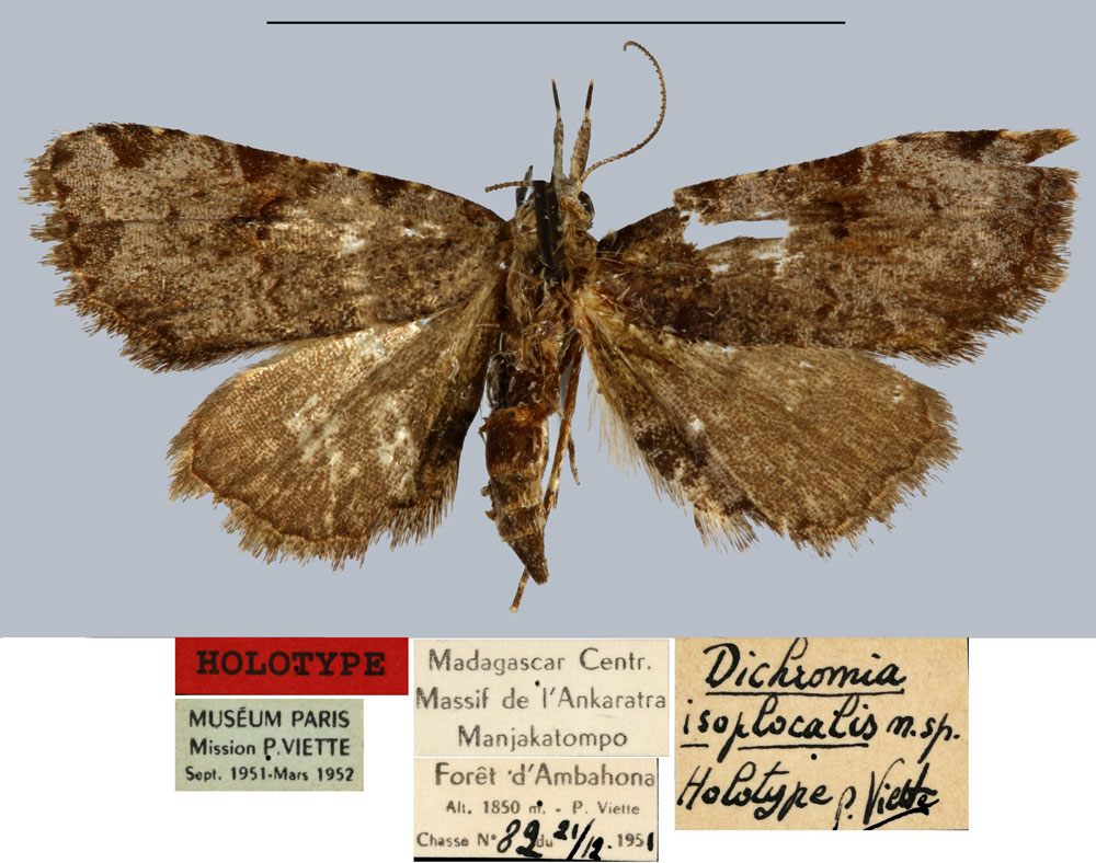 /filer/webapps/moths/media/images/I/isoplocalis_Dichromia_HT_MNHN.jpg