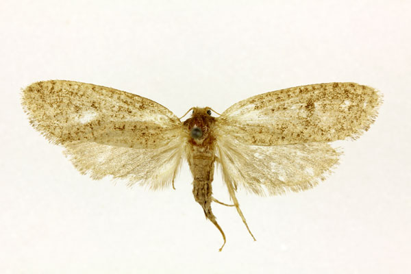 /filer/webapps/moths/media/images/I/isopoca_Melasina_AF_RMCA.jpg