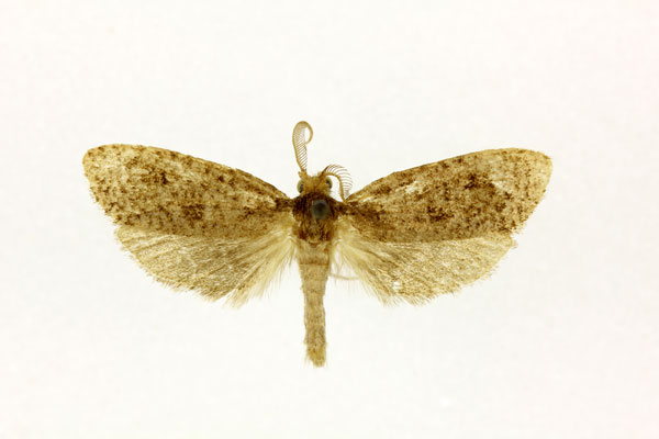 /filer/webapps/moths/media/images/I/isopoca_Melasina_A_RMCA.jpg