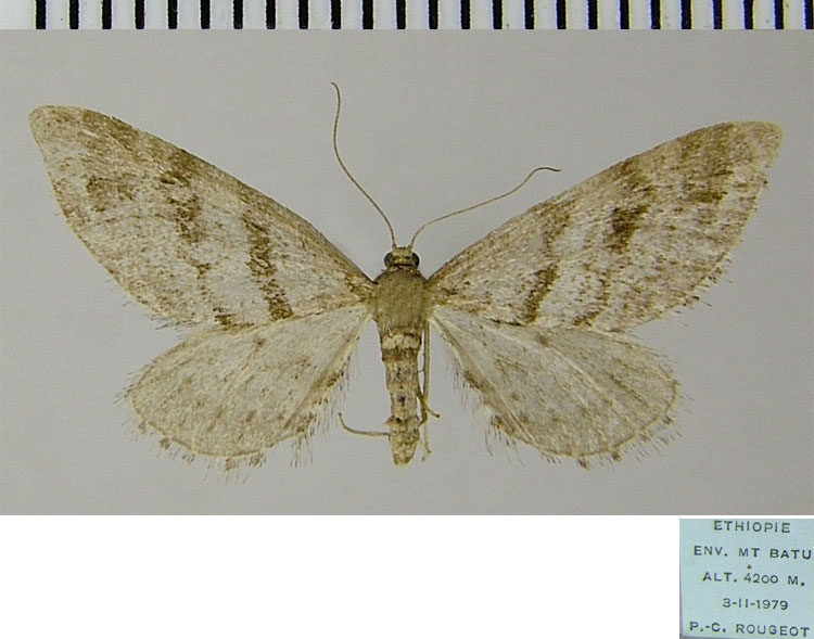 /filer/webapps/moths/media/images/I/isotenes_Eupithecia_AF_ZSM.jpg