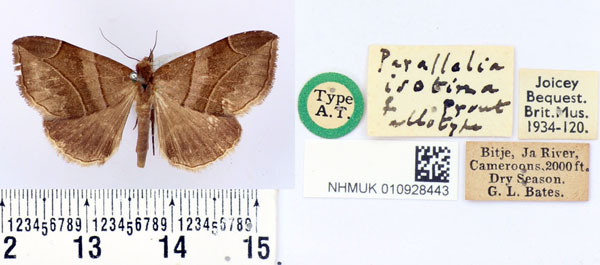 /filer/webapps/moths/media/images/I/isotima_Parallelia_AT_BMNH.jpg