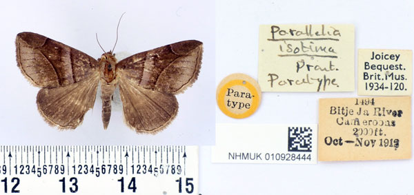 /filer/webapps/moths/media/images/I/isotima_Parallelia_PT_BMNH_01.jpg