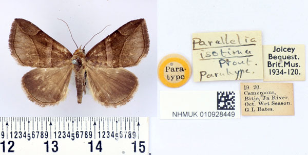 /filer/webapps/moths/media/images/I/isotima_Parallelia_PT_BMNH_02.jpg