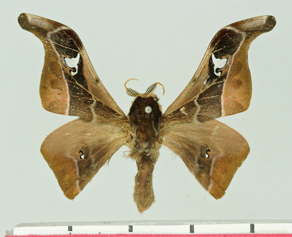 /filer/webapps/moths/media/images/I/istsariensis_Holocerina_AM_Basquin.jpg