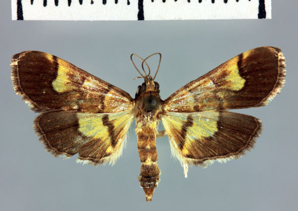 /filer/webapps/moths/media/images/I/italavalis_Pilocrocis_HT_MNHN.jpg