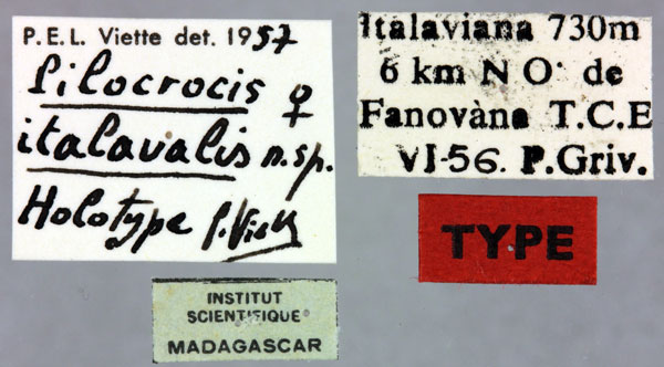 /filer/webapps/moths/media/images/I/italavalis_Pilocrocis_HT_MNHNl.jpg