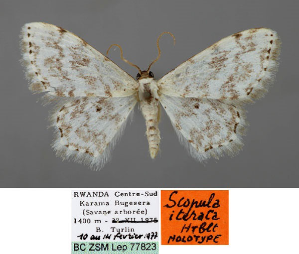 /filer/webapps/moths/media/images/I/iterata_Scopula_HT_ZSM_01.jpg