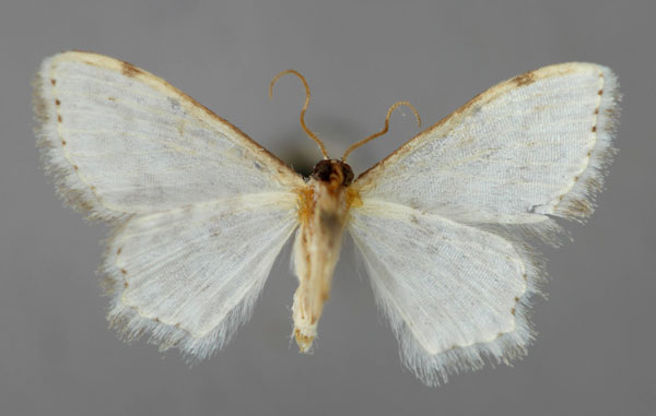 /filer/webapps/moths/media/images/I/iterata_Scopula_HT_ZSM_02.jpg