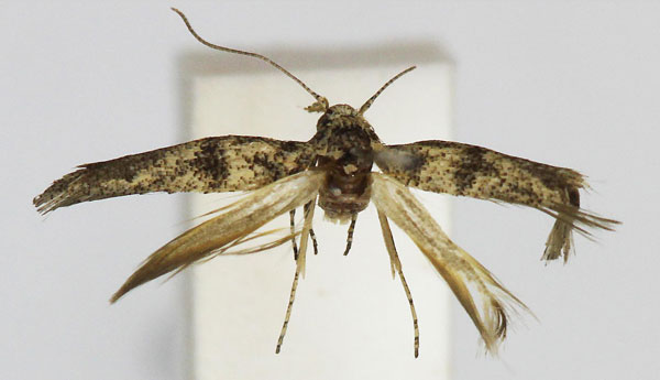 /filer/webapps/moths/media/images/I/iterella_Scythris_PT_Bengtsson.jpg