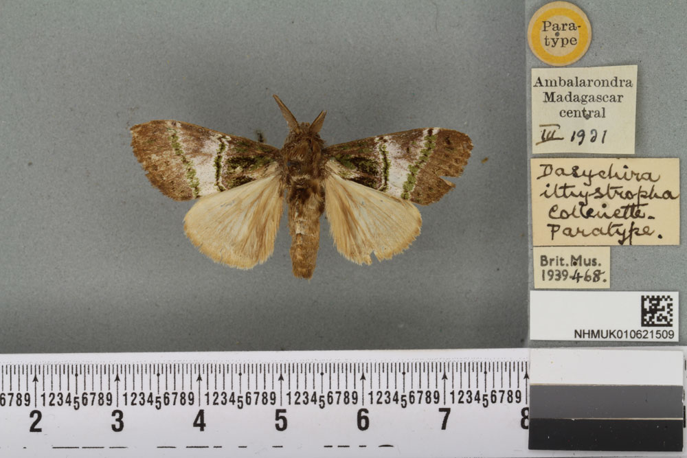 /filer/webapps/moths/media/images/I/ithystropha_Dasychira_PTM_BMHH_01a.jpg