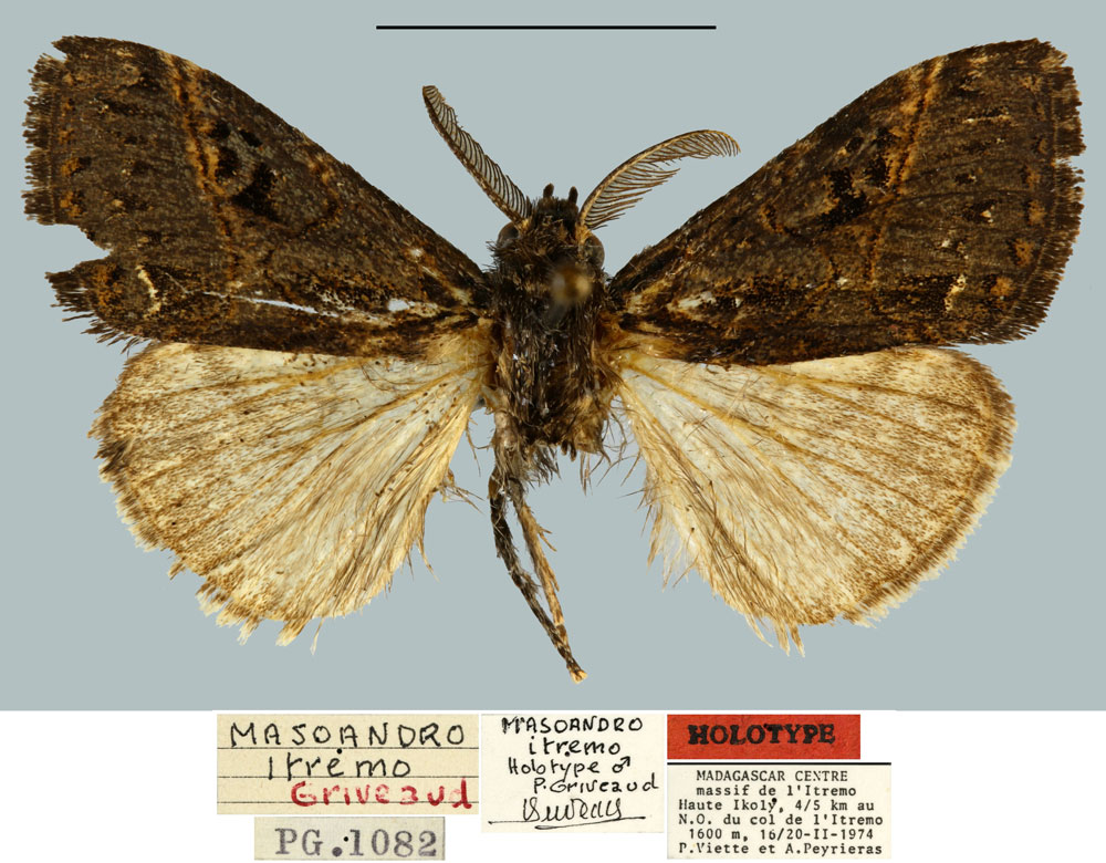 /filer/webapps/moths/media/images/I/itremo_Masoandro_HT_MNHN.jpg