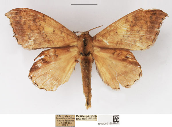 /filer/webapps/moths/media/images/I/ituria_Leipoxais_AF_NHMUK.jpg