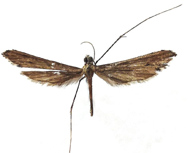 /filer/webapps/moths/media/images/I/ivarssulcsi_Agdistis_HT_IZBE.jpg