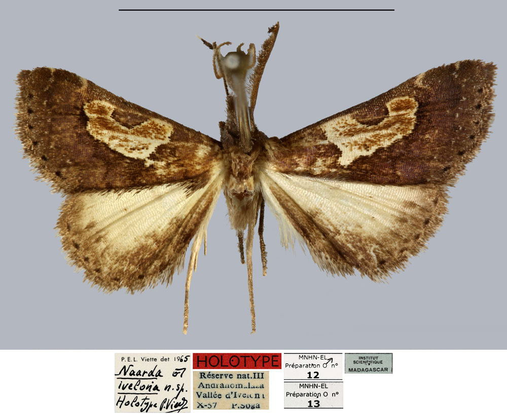/filer/webapps/moths/media/images/I/ivelona_Naarda_HT_MNHN.jpg