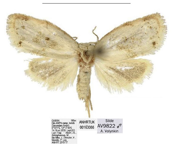 /filer/webapps/moths/media/images/I/ivindo_Spatulosia_HT_ANHRT.jpg
