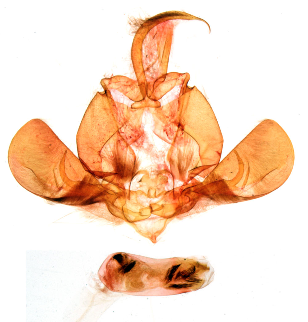 /filer/webapps/moths/media/images/I/ivoiriensis_Eutamsia_GMHT_MNHN_474.jpg
