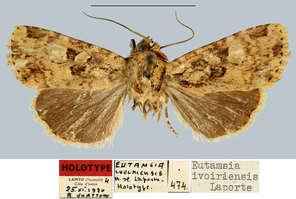 /filer/webapps/moths/media/images/I/ivoiriensis_Eutamsia_HT_MNHN.jpg