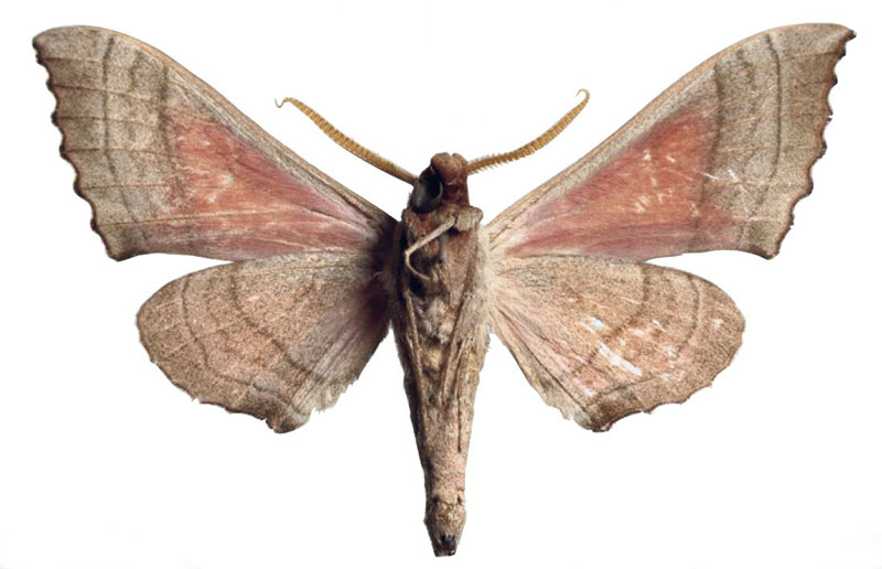 /filer/webapps/moths/media/images/I/ivorensis_Rufoclanis_HT_EMEMb.jpg