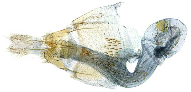 /filer/webapps/moths/media/images/I/ivoryensis_Thubdora_GFPT_SDEI.jpg