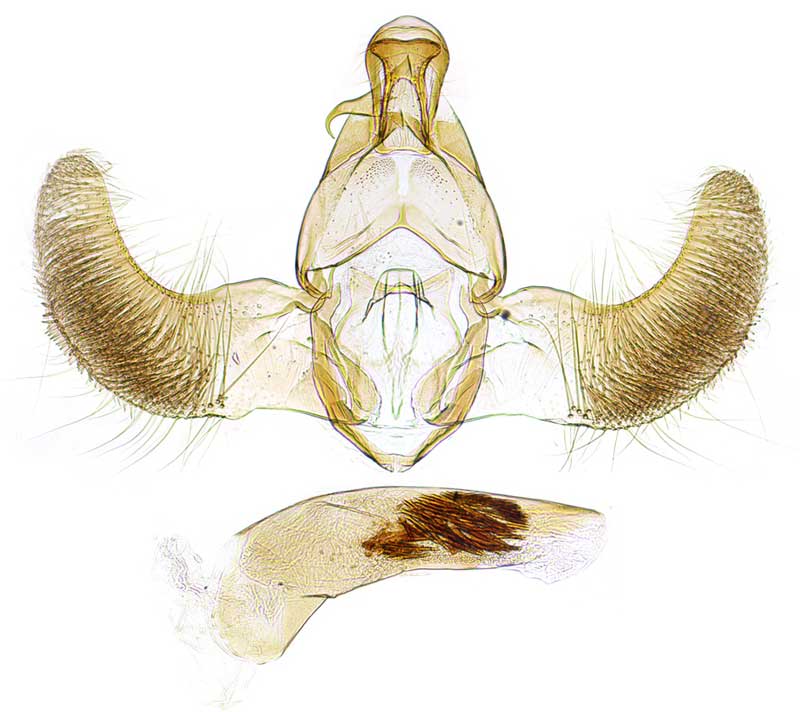 /filer/webapps/moths/media/images/I/ivoryensis_Thubdora_GMHT_SDEI.jpg