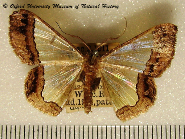 /filer/webapps/moths/media/images/I/ixiaria_Zamarada_A_OUMNH.jpg