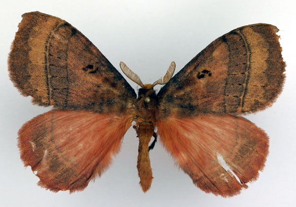 /filer/webapps/moths/media/images/I/iyayiana_Rhodopteriana_AM_Basquin.jpg
