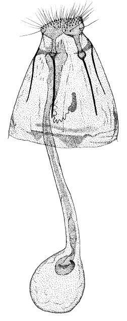 /filer/webapps/moths/media/images/J/jabalshamsi_Phyllonorycter_GF_DePrins.jpg