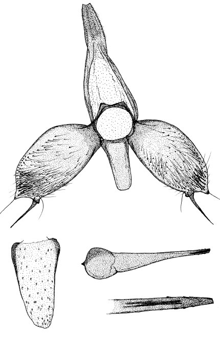 /filer/webapps/moths/media/images/J/jabalshamsi_Phyllonorycter_GM_DePrins.jpg
