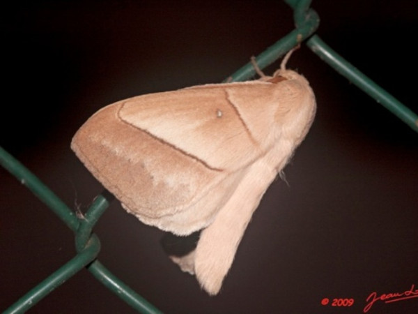 /filer/webapps/moths/media/images/J/jacchus_Philotherma_AF_Albert.jpg