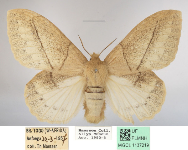 /filer/webapps/moths/media/images/J/jacchus_Philotherma_AF_MGCLa_02.jpg