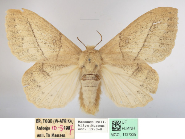 /filer/webapps/moths/media/images/J/jacchus_Philotherma_AF_MGCLa_03.jpg