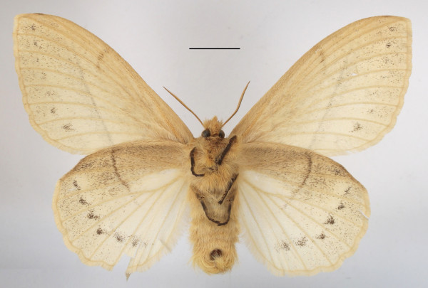 /filer/webapps/moths/media/images/J/jacchus_Philotherma_AF_MGCLb_02.jpg