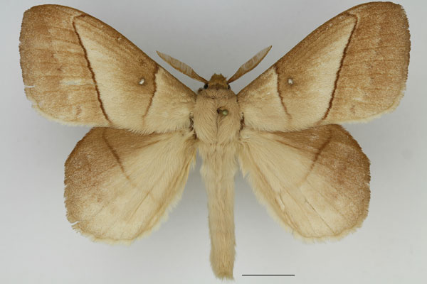 /filer/webapps/moths/media/images/J/jacchus_Philotherma_AM_Basquin_02.jpg