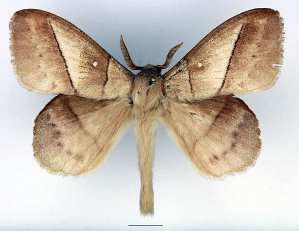 /filer/webapps/moths/media/images/J/jacchus_Philotherma_AM_Basquin_03.jpg