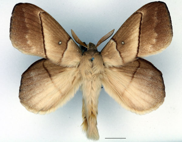 /filer/webapps/moths/media/images/J/jacchus_Philotherma_AM_Basquin_04.jpg
