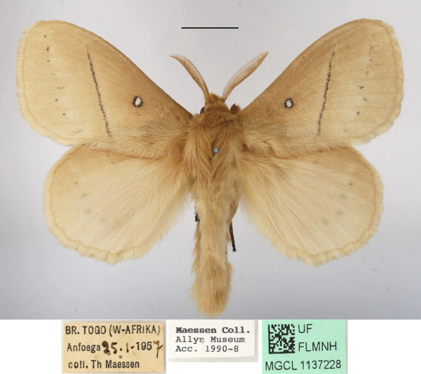 /filer/webapps/moths/media/images/J/jacchus_Philotherma_AM_MGCLa_01.jpg