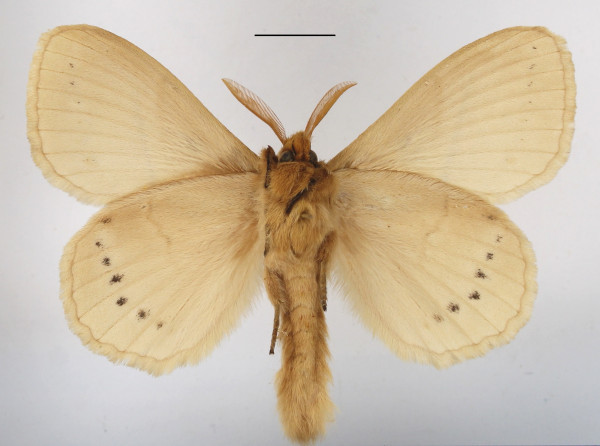 /filer/webapps/moths/media/images/J/jacchus_Philotherma_AM_MGCLb_01.jpg