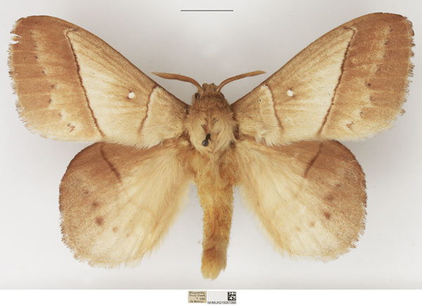 /filer/webapps/moths/media/images/J/jacchus_Philotherma_AM_NHMUK_01.jpg