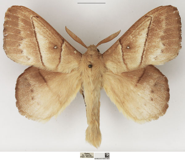 /filer/webapps/moths/media/images/J/jacchus_Philotherma_AM_NHMUK_02.jpg