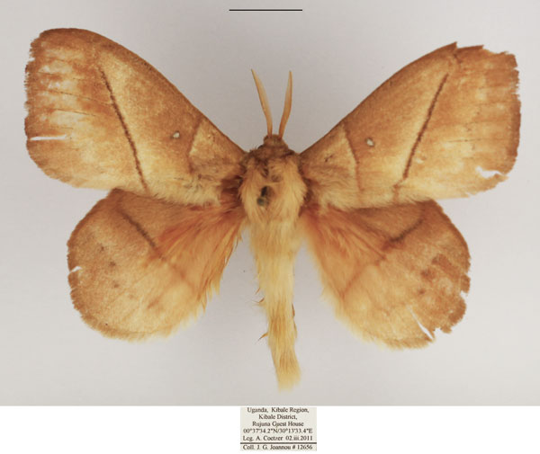 /filer/webapps/moths/media/images/J/jacchus_Philotherma_AM_TMSA.jpg