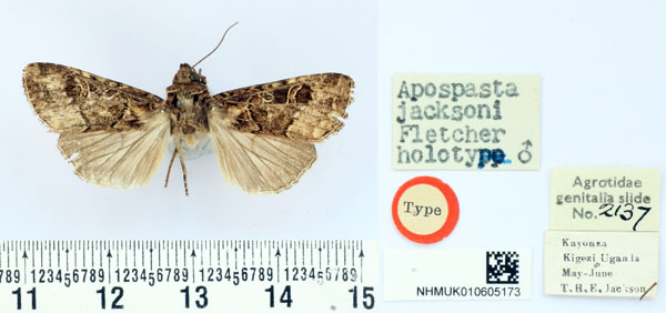 /filer/webapps/moths/media/images/J/jacksoni_Apospasta_HT_BMNH.jpg