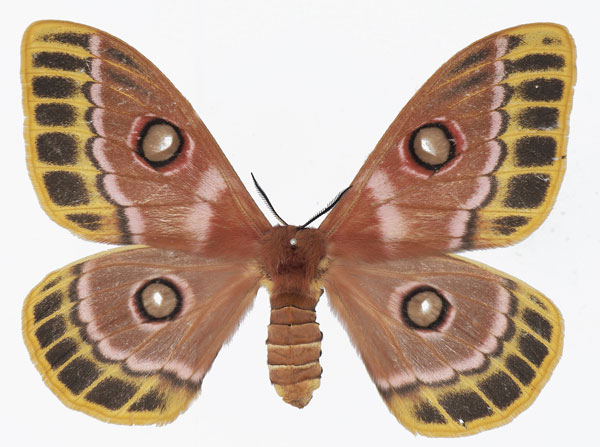 /filer/webapps/moths/media/images/J/jacksoni_Bunaeopsis_AF_Basquin.jpg