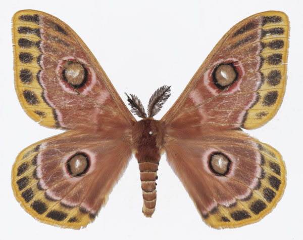 /filer/webapps/moths/media/images/J/jacksoni_Bunaeopsis_AM_Basquina.jpg