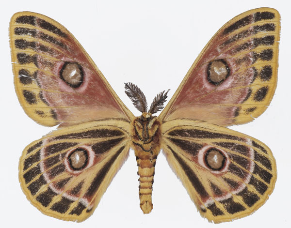 /filer/webapps/moths/media/images/J/jacksoni_Bunaeopsis_AM_Basquinb.jpg