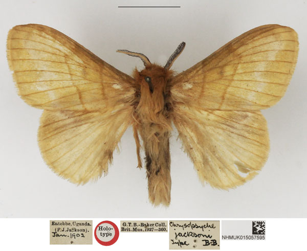 /filer/webapps/moths/media/images/J/jacksoni_Chrysopsyche_HT_NHMUK.jpg