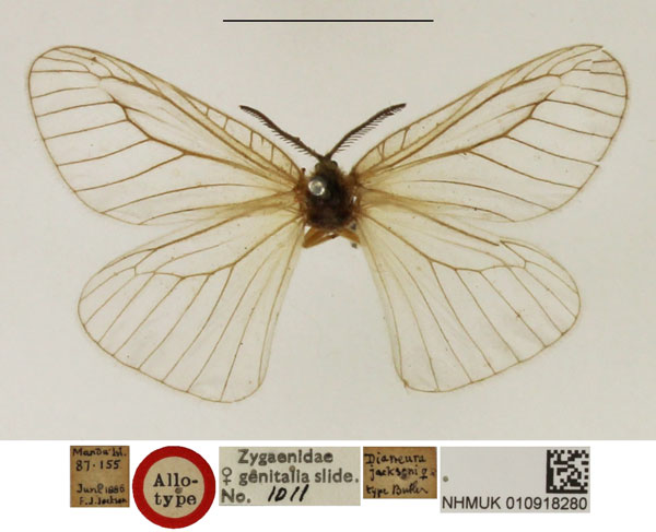 /filer/webapps/moths/media/images/J/jacksoni_Dianeura_AT_NHMUK.jpg