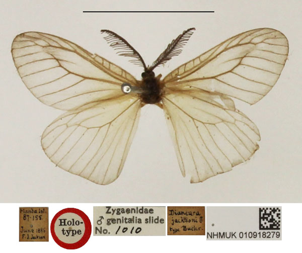 /filer/webapps/moths/media/images/J/jacksoni_Dianeura_HT_NHMUK.jpg