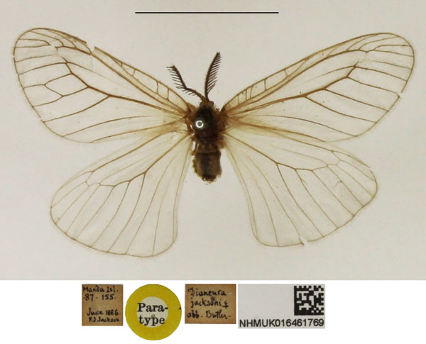/filer/webapps/moths/media/images/J/jacksoni_Dianeura_PTF_NHMUK.jpg
