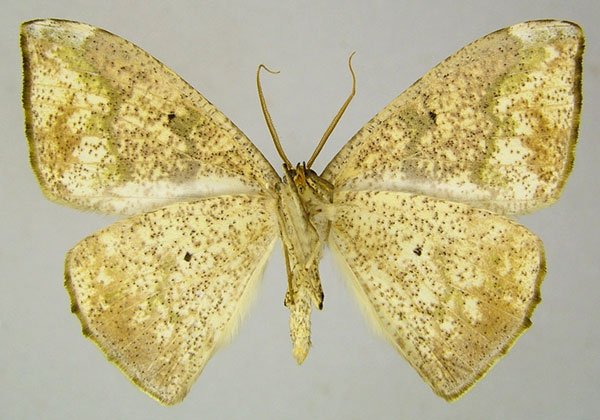 /filer/webapps/moths/media/images/J/jacksoni_Epigynopteryx_AM_ZSMb.jpg
