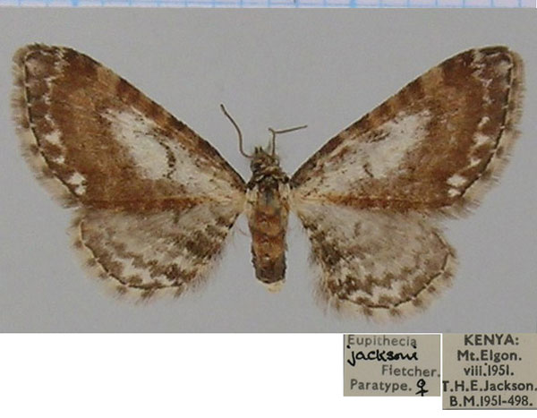 /filer/webapps/moths/media/images/J/jacksoni_Eupithecia_PTF_BMNH_01.jpg